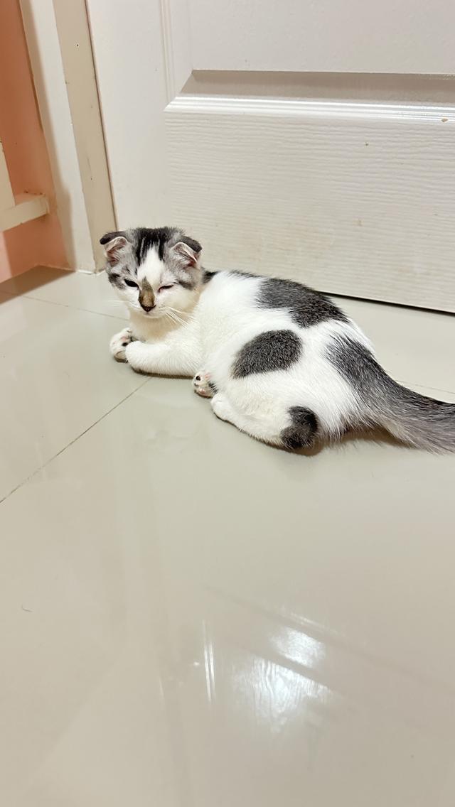 แมวมันกิ้นช์  2