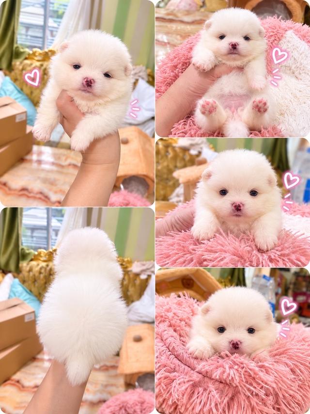ลูกปอมเมอเรเนียนแท้ มีบริการจัดส่งทั่วประเทศ รูปที่ 2