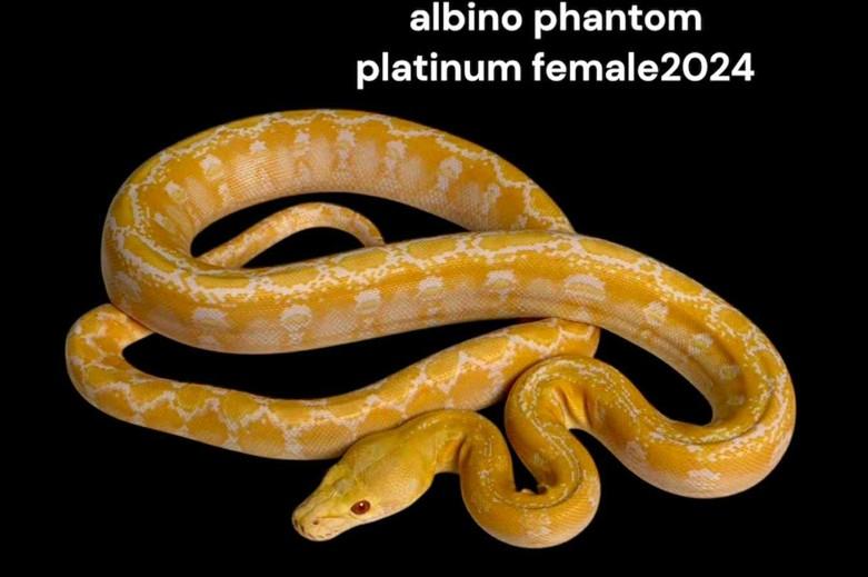abino phantom platinum 