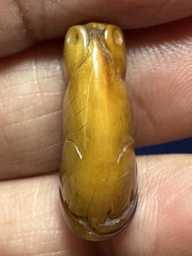 เสือเขี้ยวแกะ มีจาร รอบ 6