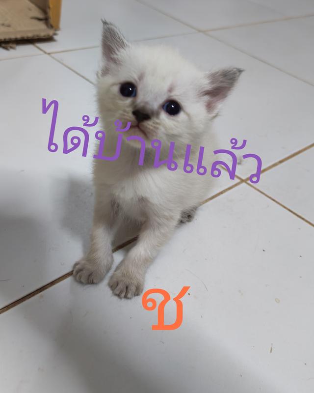 แมว สก็อตติ้สผสมมัทกิ้นขาสั้น รูปที่ 6