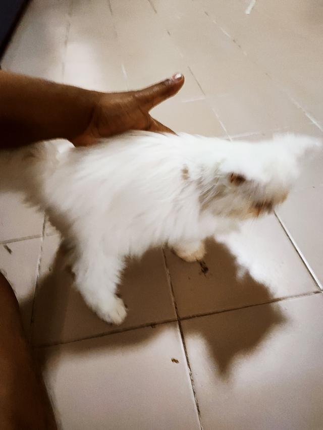 Persian big cats for sell รูปที่ 6