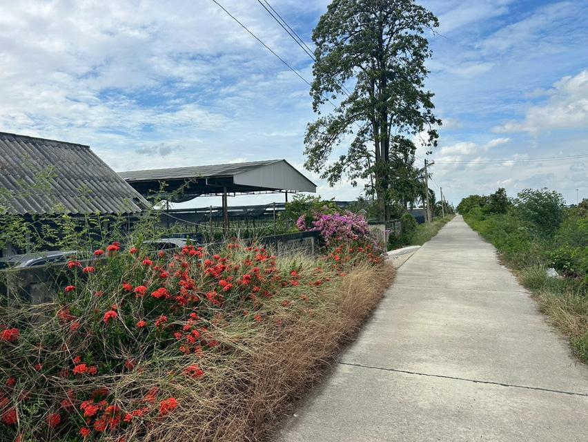 ขายที่ดิน อ.บางเลน เนื้อที่ 45ไร่ 1งาน 176ตร.ว พร้อมสวนกล้วยไม้ 7