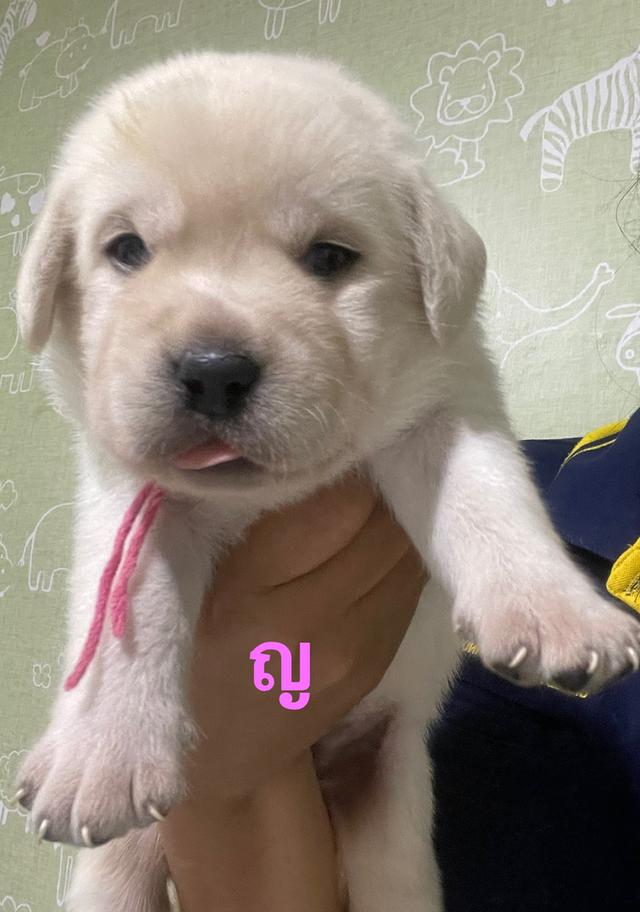 ลาบราดอร์ 3