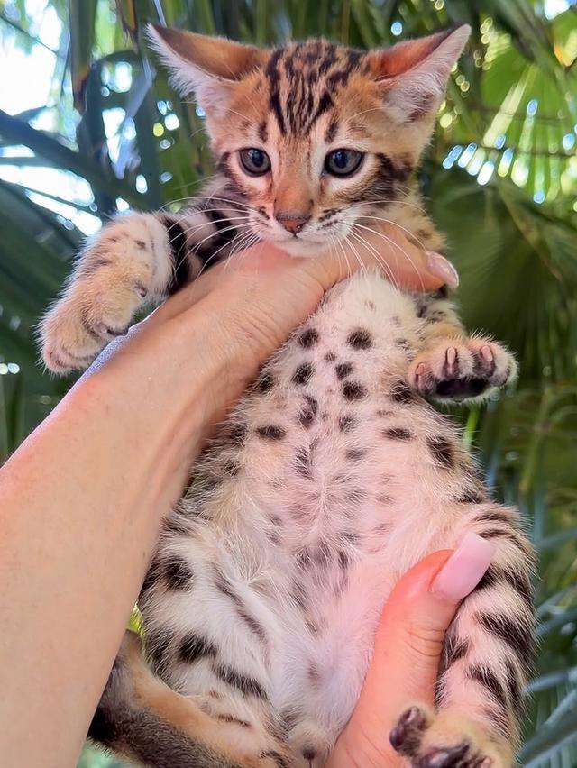 female and male Bengal Kittens