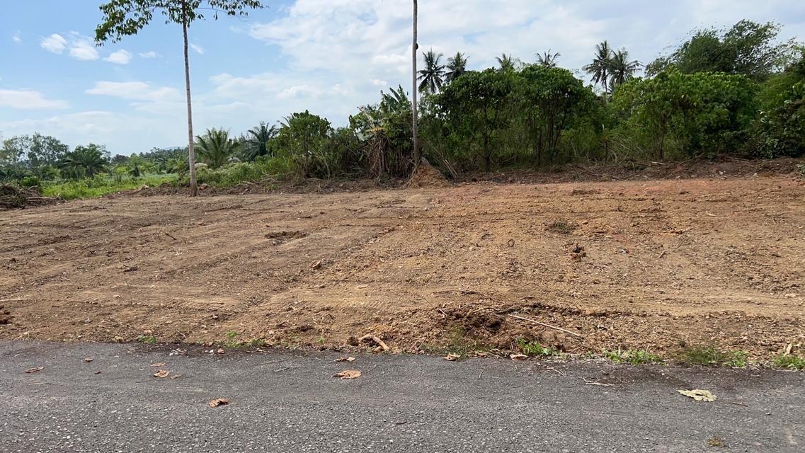 ขายที่ดินสุราษฎร์ธานี จำนวน 1 ไร่ ติดบึงขุนทะเล 2