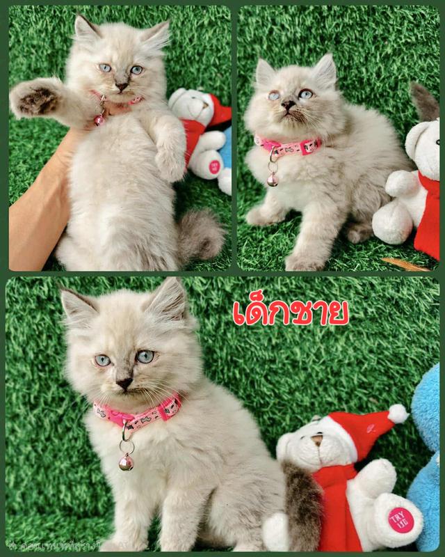 น้องแมว เปอร์เซีย แท้