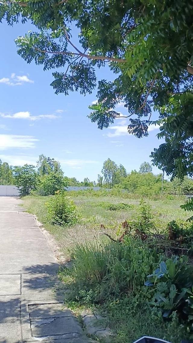 ที่ดิน 🏡 ขายที่ดิน 171.6 ตารางวา ใกล้หมู่บ้านศิริชัย (วังสารภี) และโรบินสัน กาญจนบุรี 6