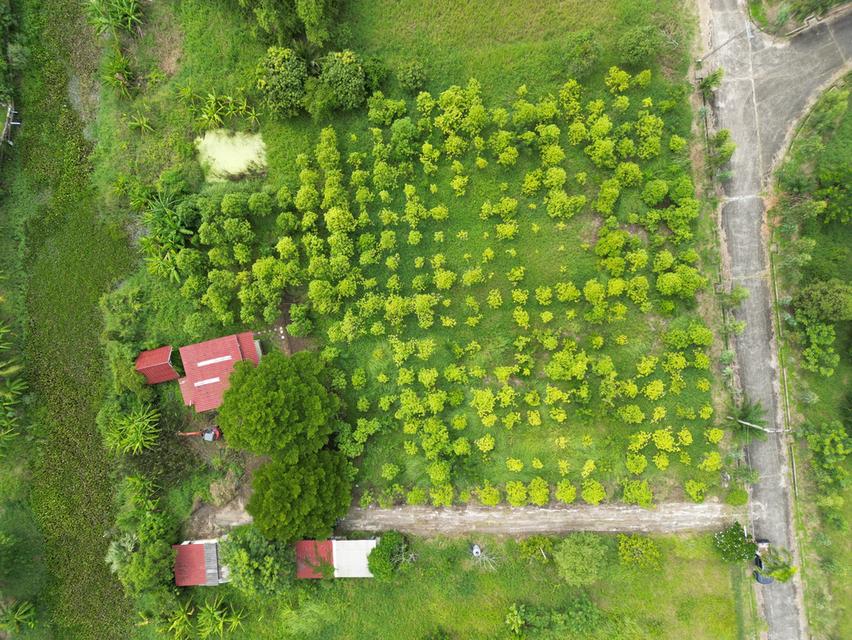  ที่ดินหนองจอก ติดคลองธรรมชาติ เจ้าของขายเอง 10