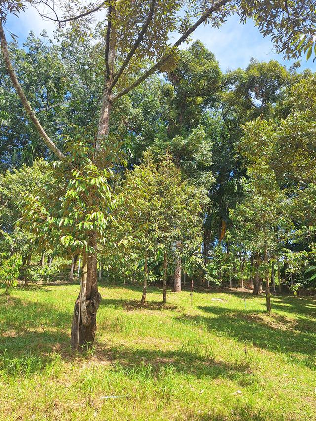 สวนทุเรียนแปลงเล็กระยอง 7