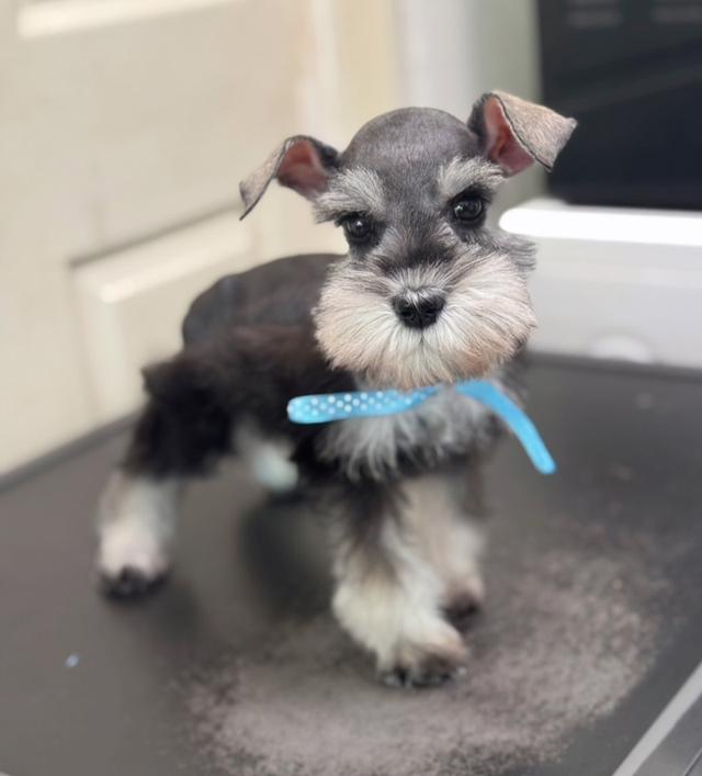 schnauzer สีพริกไทย 7