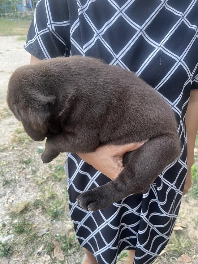 สุนัขลาบราดอร์ รีทรีฟเวอร์ 3