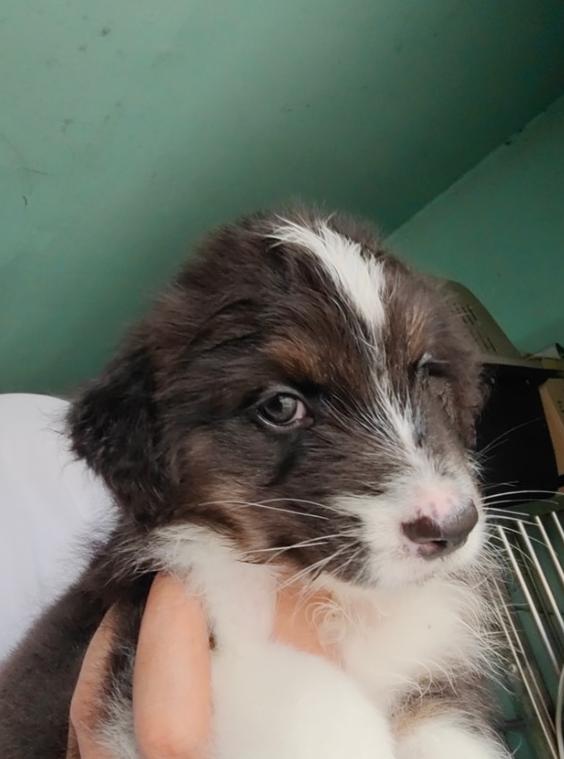 ขาย Australian Shepherd เพศ ชาย 2