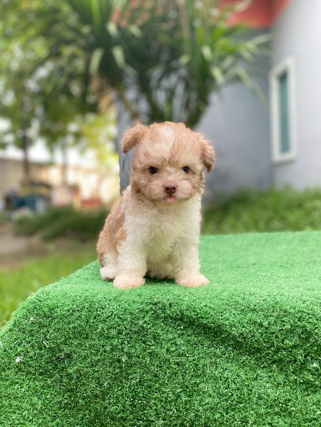 พุดเดิ้ลผสม น่ารักมาก รูปที่ 7