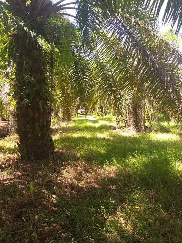 ที่ดิน สวนปาล์มน้ำมัน อ.หลังสวน จ.ชุมพร 12