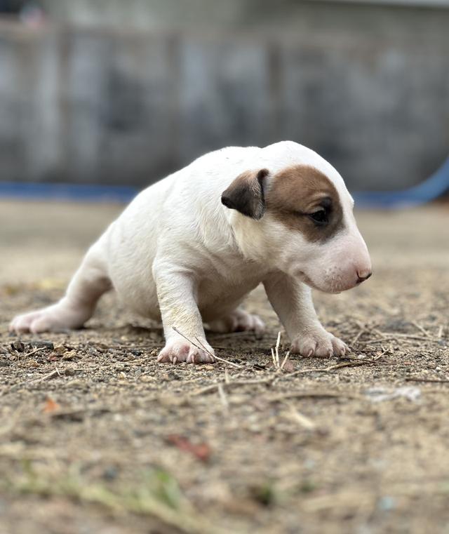 สุนัขบลูเทอเรีย Bullterrier std รูปที่ 12