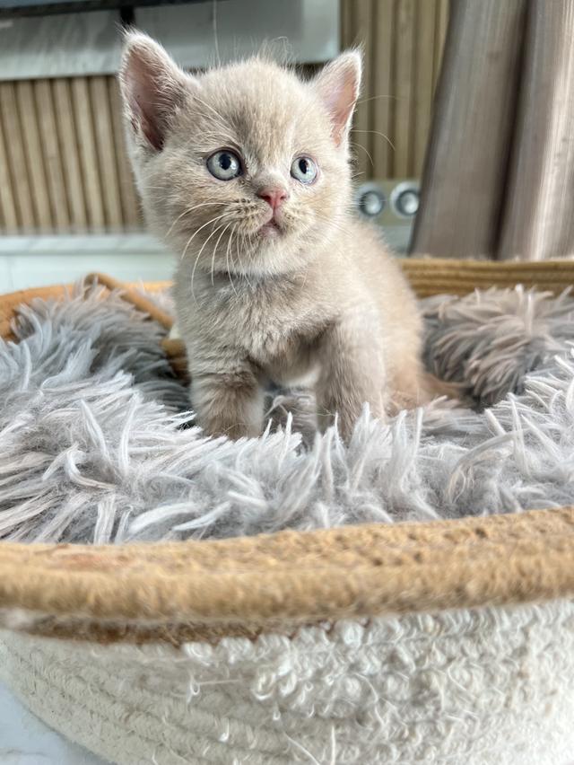 ลูกแมว บริติช ช็อตแฮร์ ใบเพ็ดนอกWCF(British Shorthair)