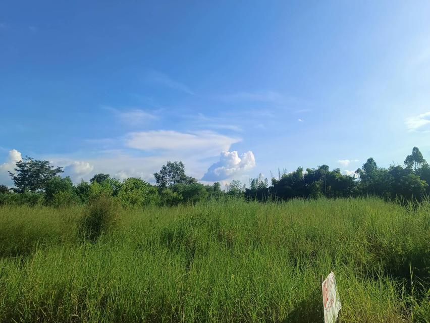 ขายที่ดินนนทรี 2 ไร่ ติดถนนลาดยางใกล้ถนนสุวรรณศร33-4กม. อ.กบินทร์บุรี ปราจีนบุรี 6