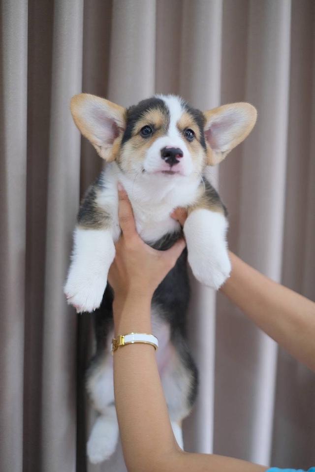 สุนัข Corgi ตัวผู้