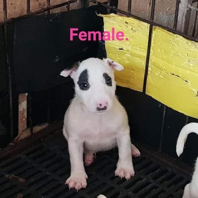 ลูกสุนัข Bull Terrier หาบ้าน 3