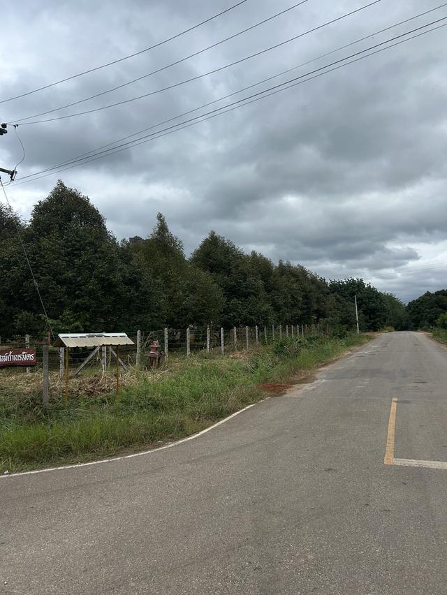 ขายสวนทุเรียน ชำฆ้อ หมู่5 เขาชะเมา 3