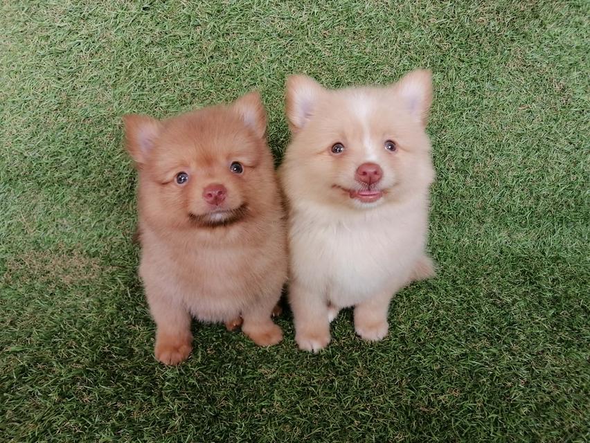 ปอมชิวาว่า ขนฟู กินเก่ง พร้อมย้าย