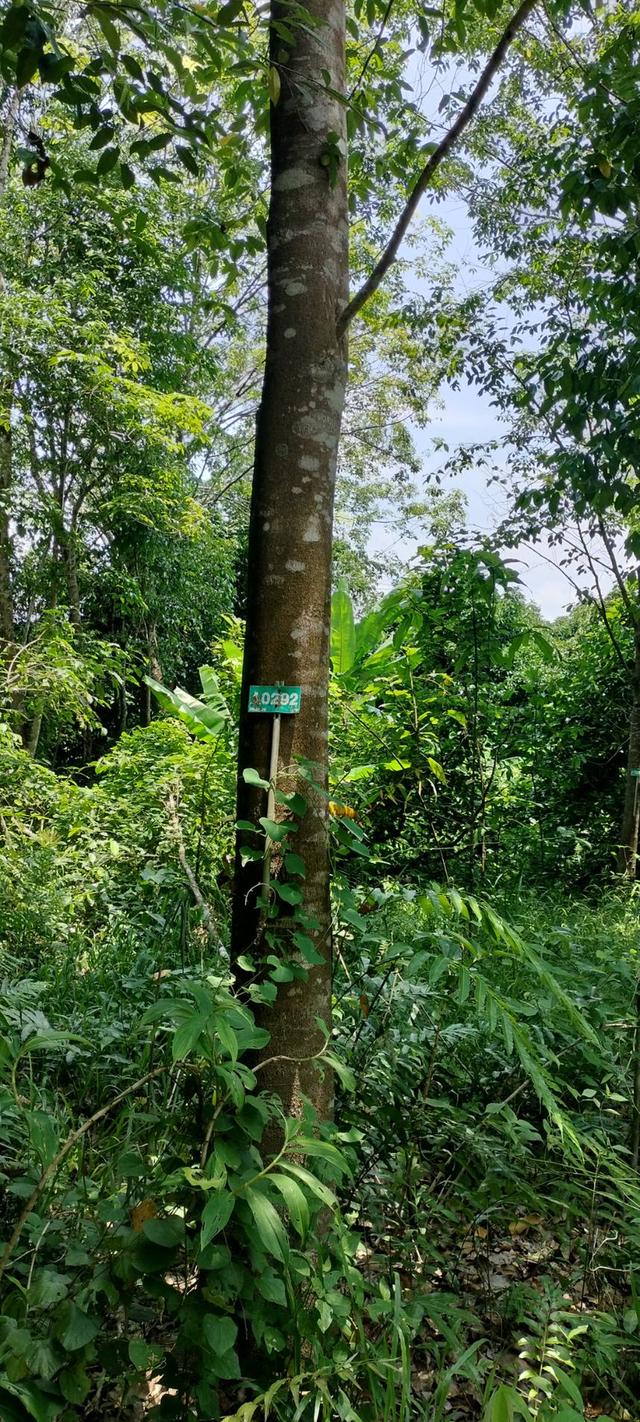 ที่ดินพร้อมไม้หอม พิกัด บ่อไร่ ตราด 103 ไร่