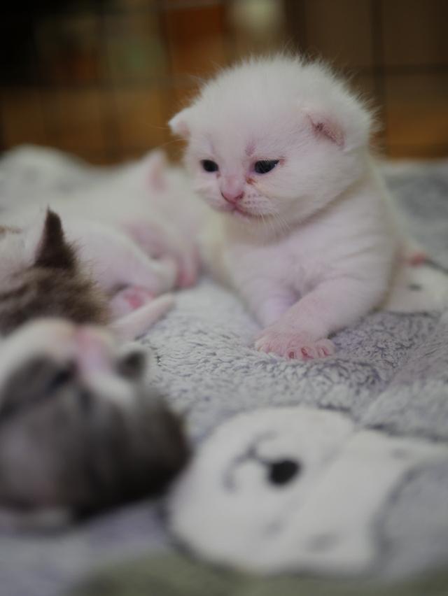 น้องแมว สก๊อตติสโฟลล์  8