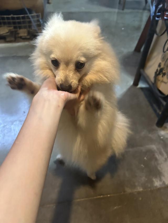 น้องปอมขนขาว 2
