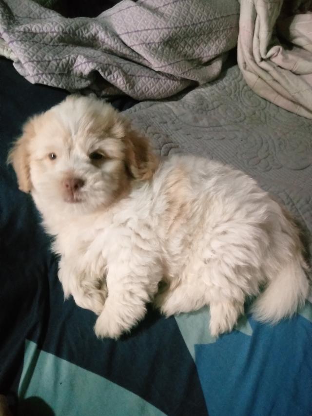 สุนัขพันธุ์พุดเดิ้ลเพศผู้