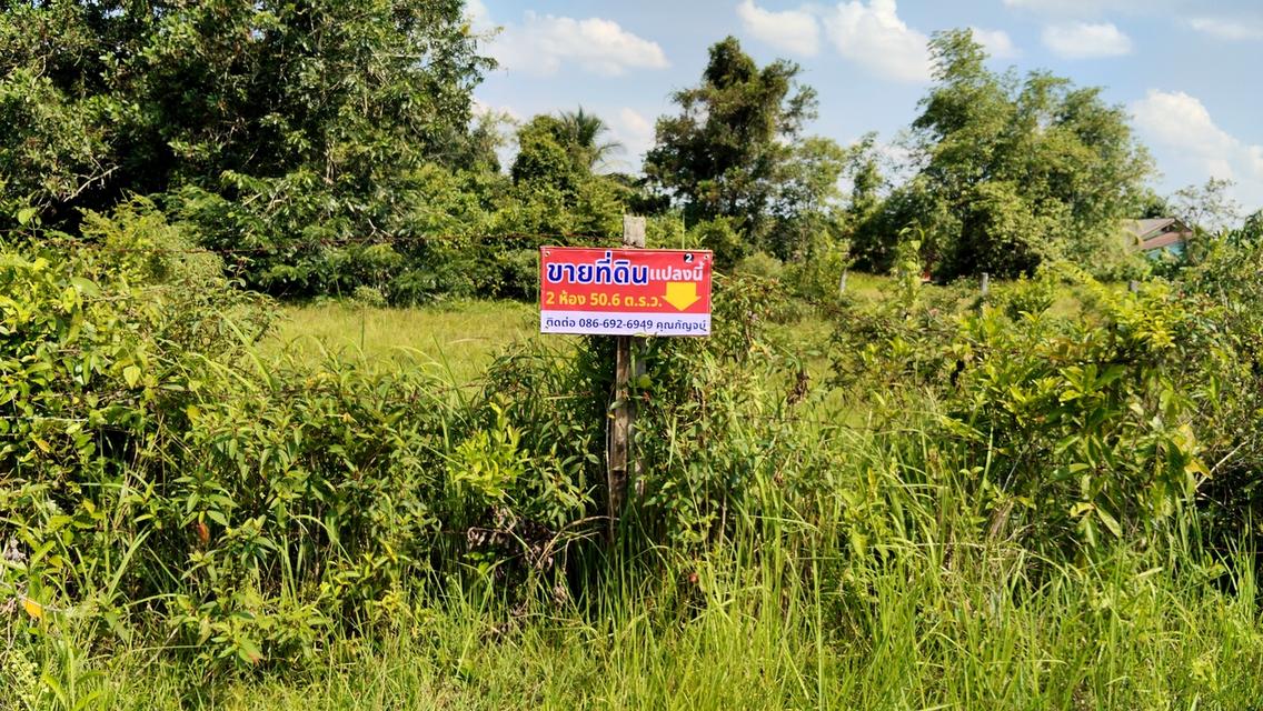 ขายที่ดินเปล่าถูกๆบางกล่ำ 4 ห้องมี 2 โฉนดขายรวม 1,200,000 บาท ขายแยกได้ ️️️️️️ 1