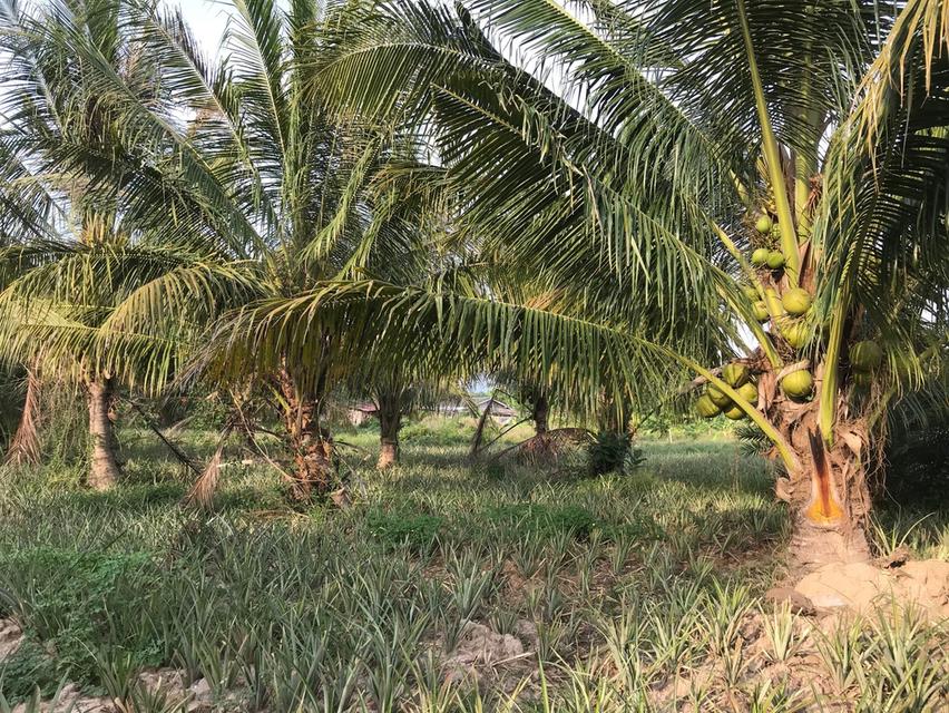 ที่ดินสวย ทำเลดี ราคาถูก 5