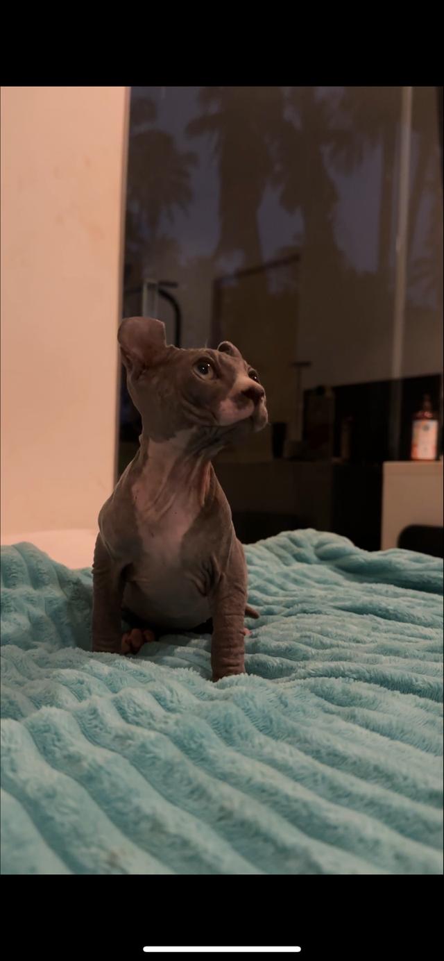black elf sphynx kitten 3 months old รูปที่ 3