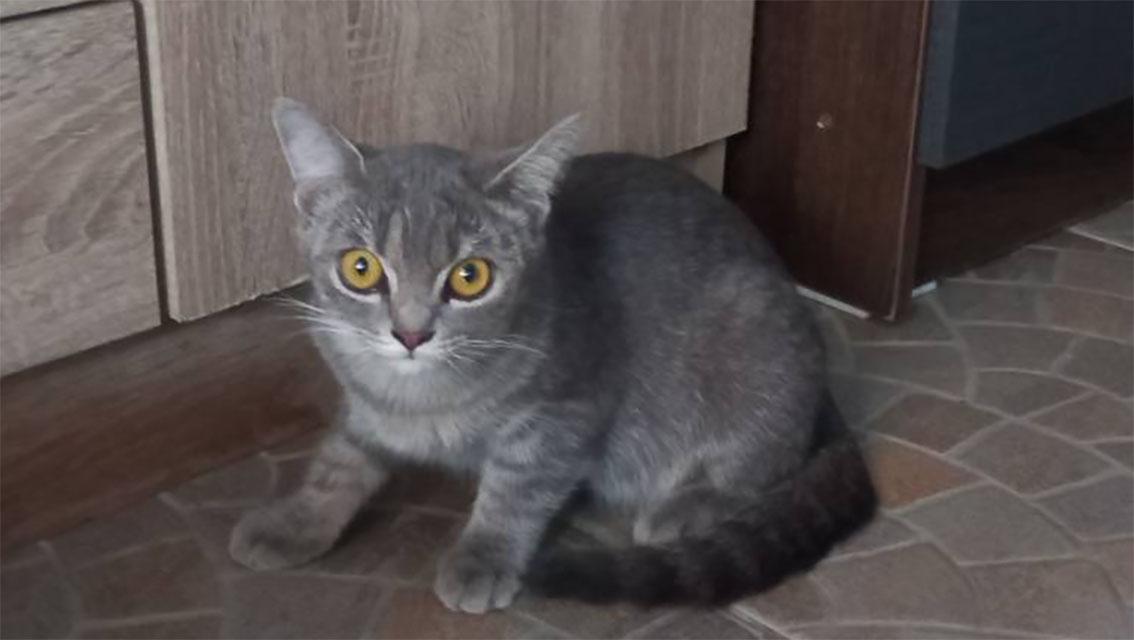 แมว พันธ์ผสม วิเชียรมาศ กะ สก็อตติส