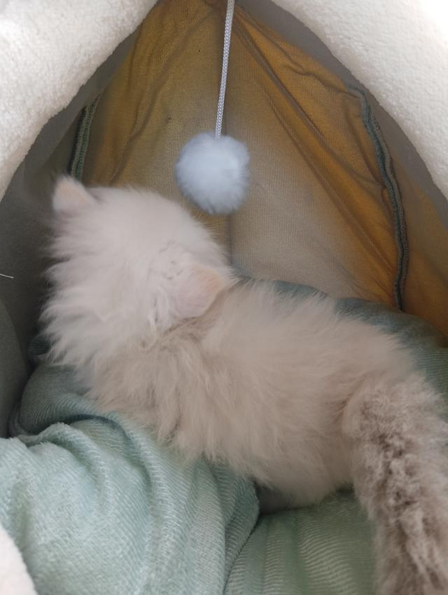 สก็อตติชเพศเมีย น่ารัก รูปที่ 10