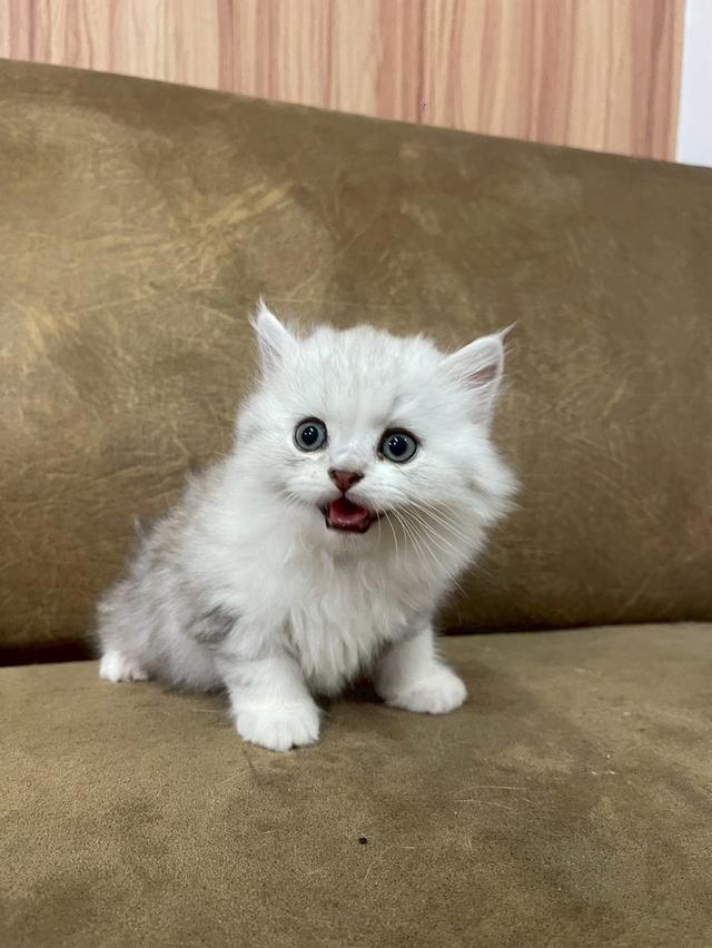 ลูกแมวบริติช