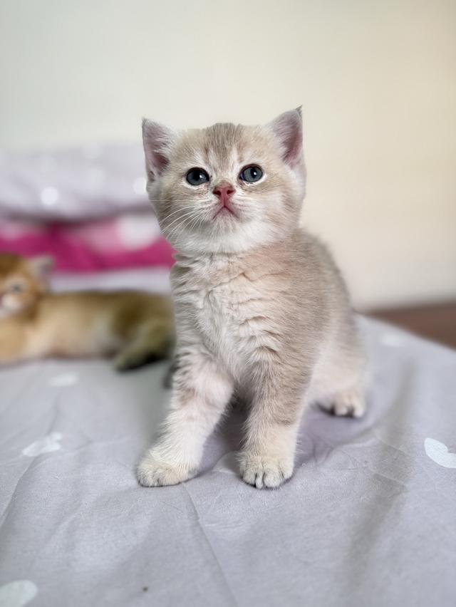 แมวบริติช ชอร์ตแฮร์