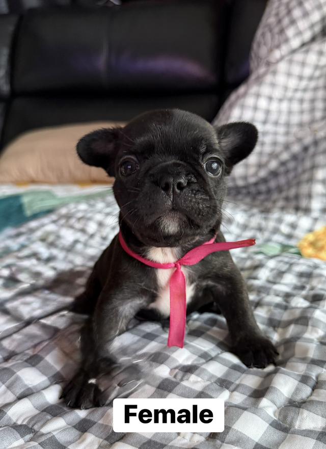 ลูกสุนัขเฟร้นบลูด็อก รูปที่ 4