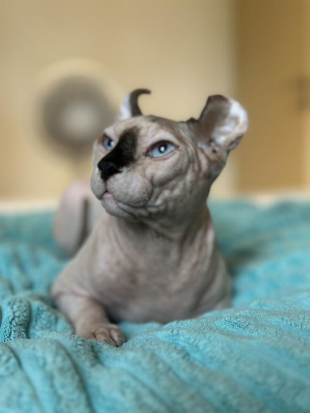 ethical elf sphynx cats for sale raised with love and care