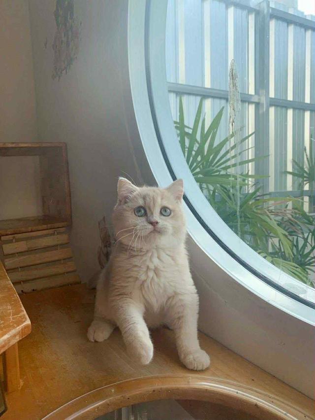 แมว บริติชช็อคแฮร์เด็กผู้ชาย 5เดือน 9