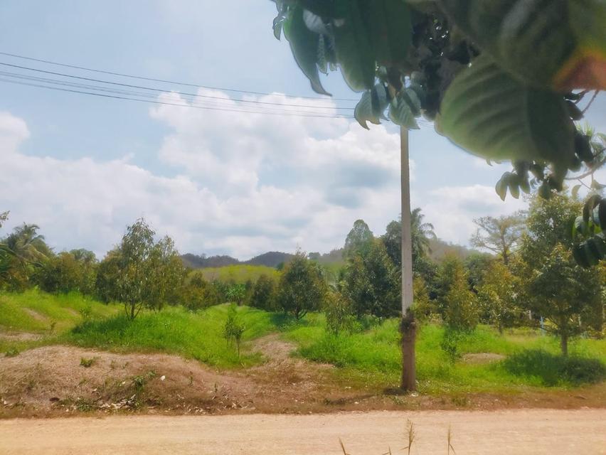 ขายที่ดิน ป่าละอู ห้วยสัตว์ใหญ่ หัวหิน สวนทุเรียน ยางพารา 22 ไร่เศษ พร้อมบ้าน 1 หลัง 12