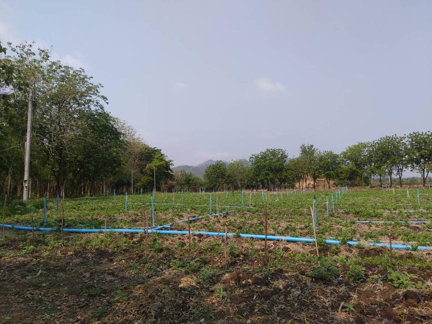 ขายที่ดินติดแม่น้ำป่าสัก 38-1-73 ไร่ แถมที่ดินเป็น น.ค.3 จำนวน 18 -2-59 ไร่ 8