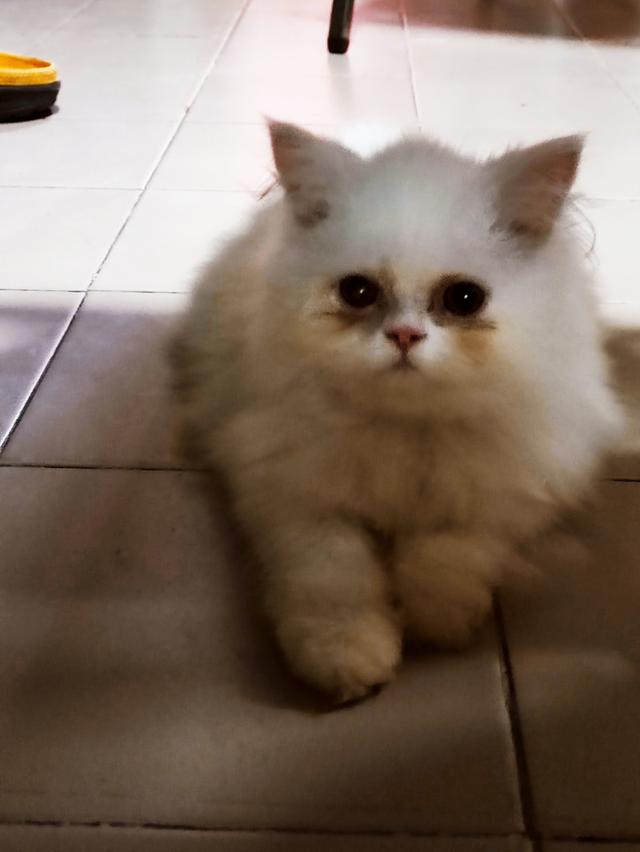 Persian big cats for sell รูปที่ 3