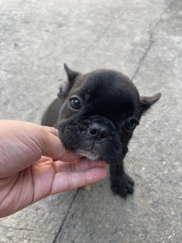 เฟรนซ์บลูด็อก เพศเมีย