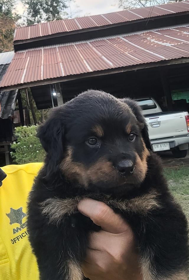 ลูกสุนัขร็อตไวเลอร์พันธุ์แท้สายเลือดนำเข้า 4