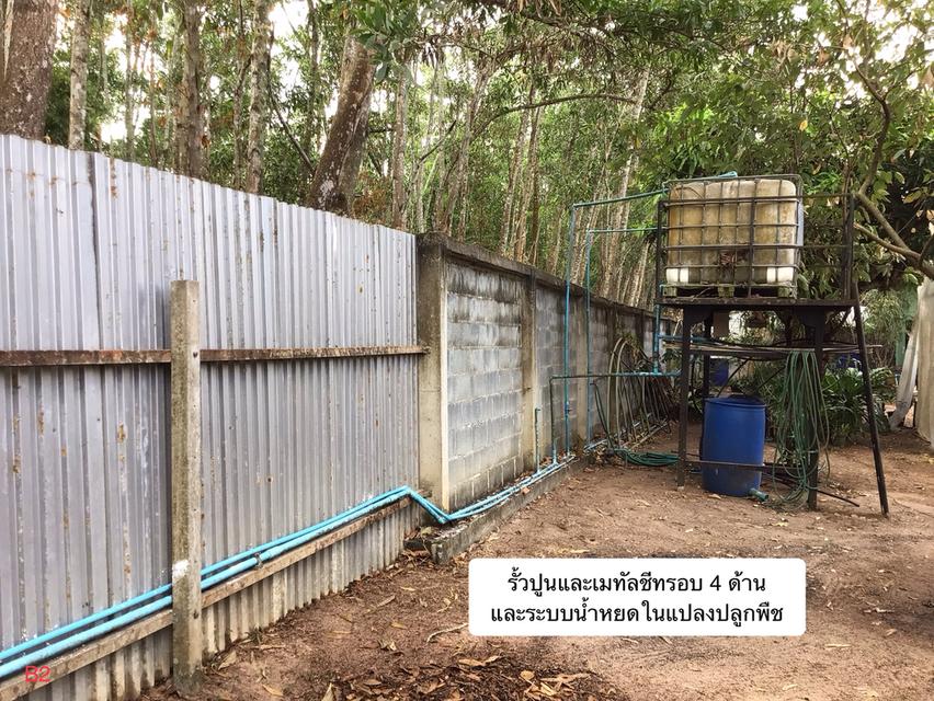 ขายที่ดินพร้อมบ้านและสวนผลไม้ 11
