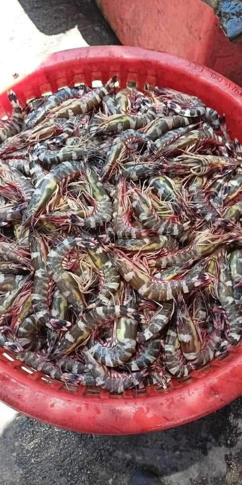 กุ้งลายเสือทะเล 2