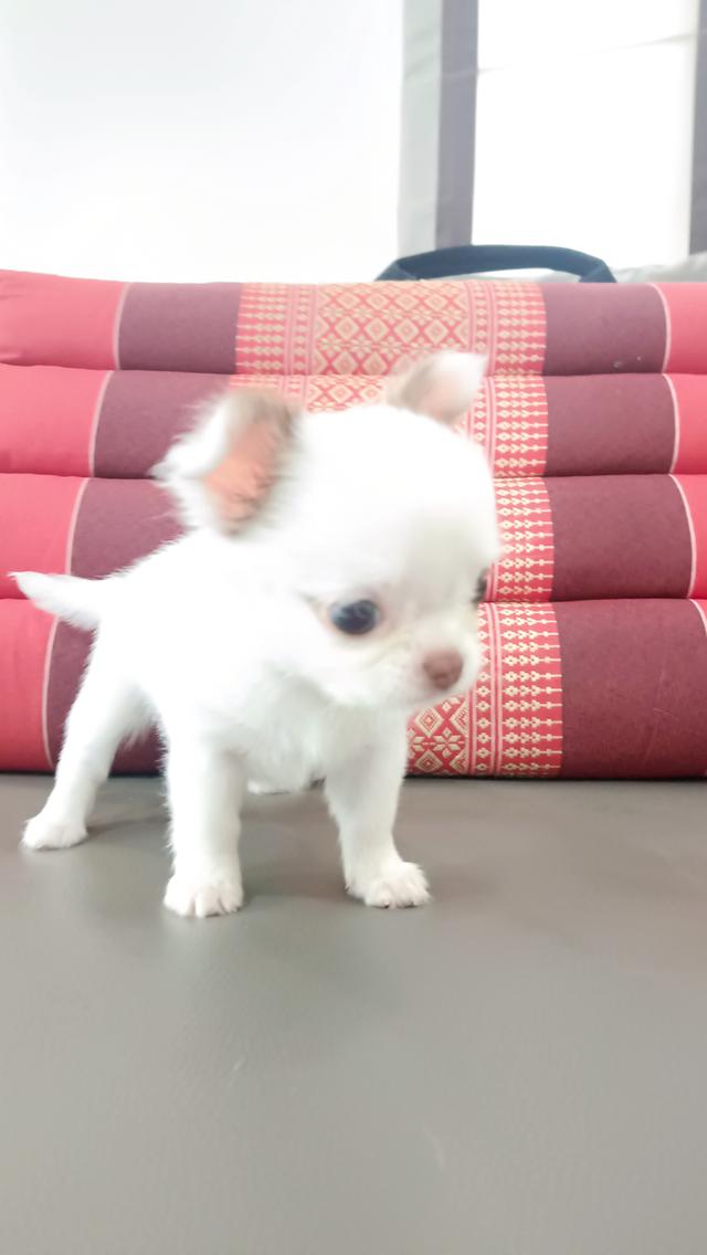 ชิวาวา สุนัขขนสองชั้น รูปที่ 2