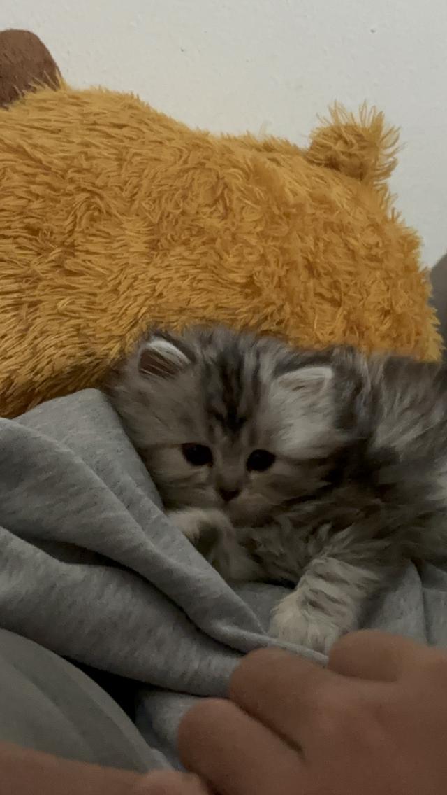 ดญ เปอร์เซีย 2 เดือน 3