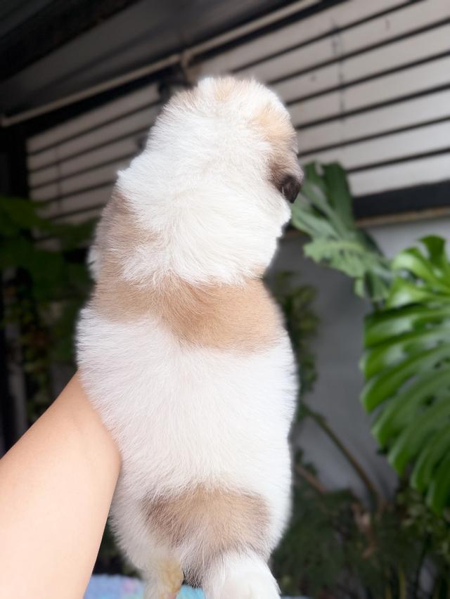 ชิสุผสมปอม เพศชาย พิกัดรามอินทรา 10